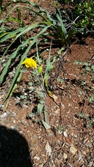 Calochortus amabilis