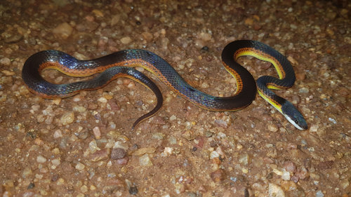 Xenopholis werdingorum