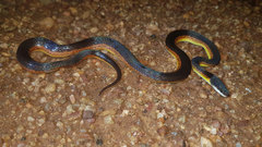 Xenopholis werdingorum