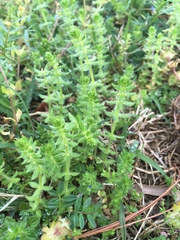 Cruciata pedemontana