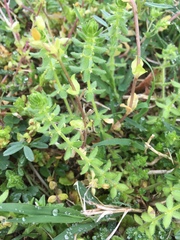 Cruciata pedemontana