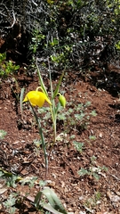 Calochortus amabilis