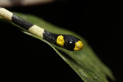 Cope's Snail-Eater photo 1