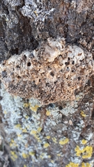 Thaumetopoea processionea