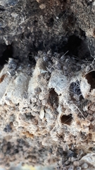 Thaumetopoea processionea