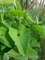 Aristolochia clematitis