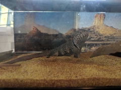 Crotaphytus