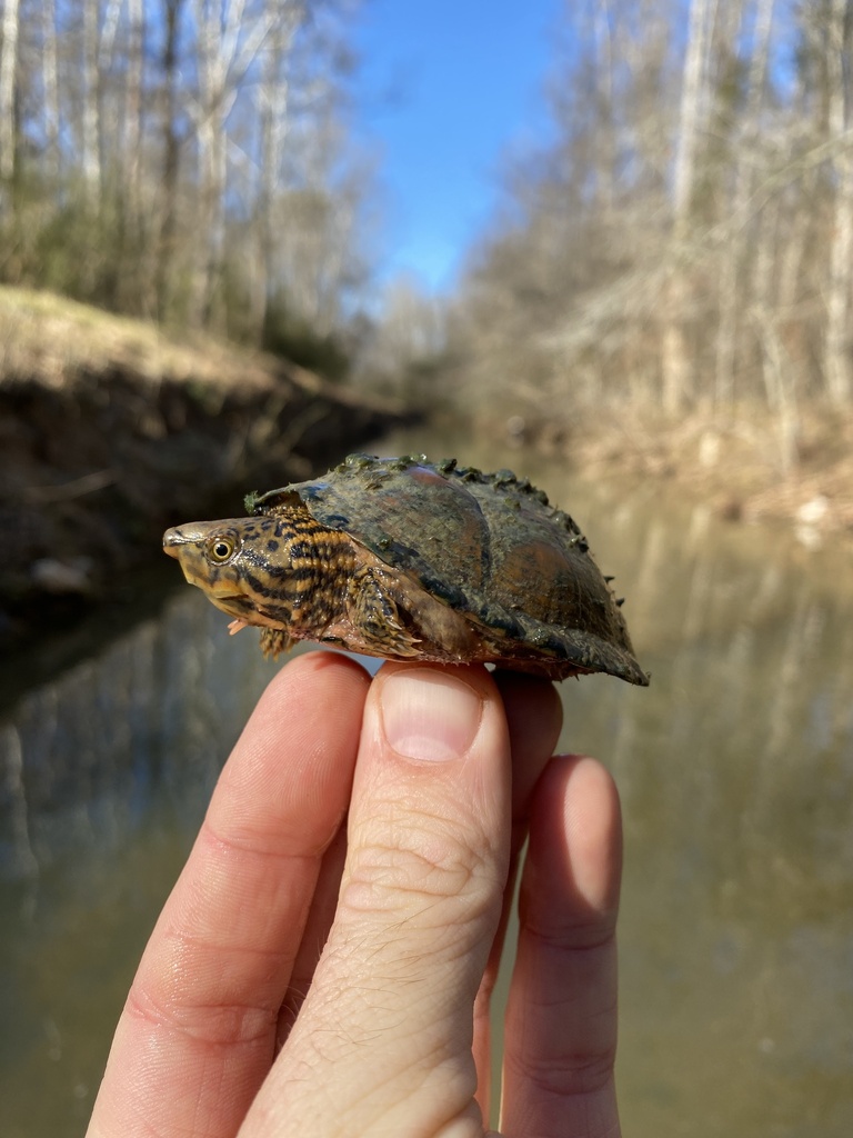 Stripe-necked Musk Turtle in January 2024 by Grover J. Brown. Jan 2024 ...