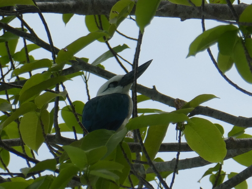 Todiramphus saurophagus