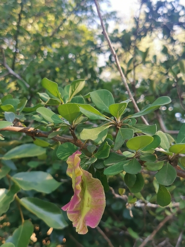 Image of Terminalia prunioides by (c) Elena_Sherehora, some rights reserved (CC BY)