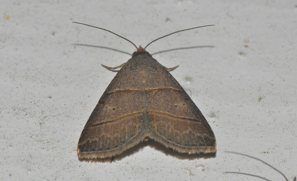 Plecoptera recens