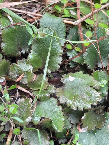 Gunnera monoica (Gunnera monoica)