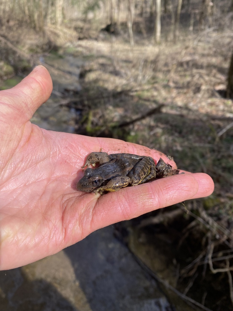 Pickerel Frog In January 2024 By Anthony Brais INaturalist   Large 