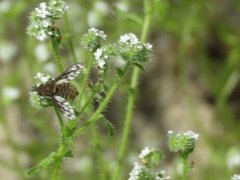 Conophorus fenestratus