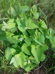 Aristolochia clematitis