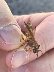 Polistes apachus texanus