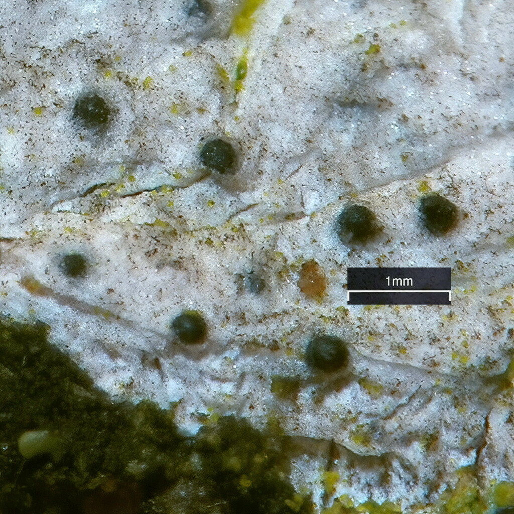 Julella fallaciosa
