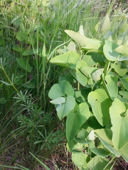 Aristolochia clematitis