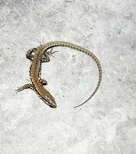 Common Wall Lizard