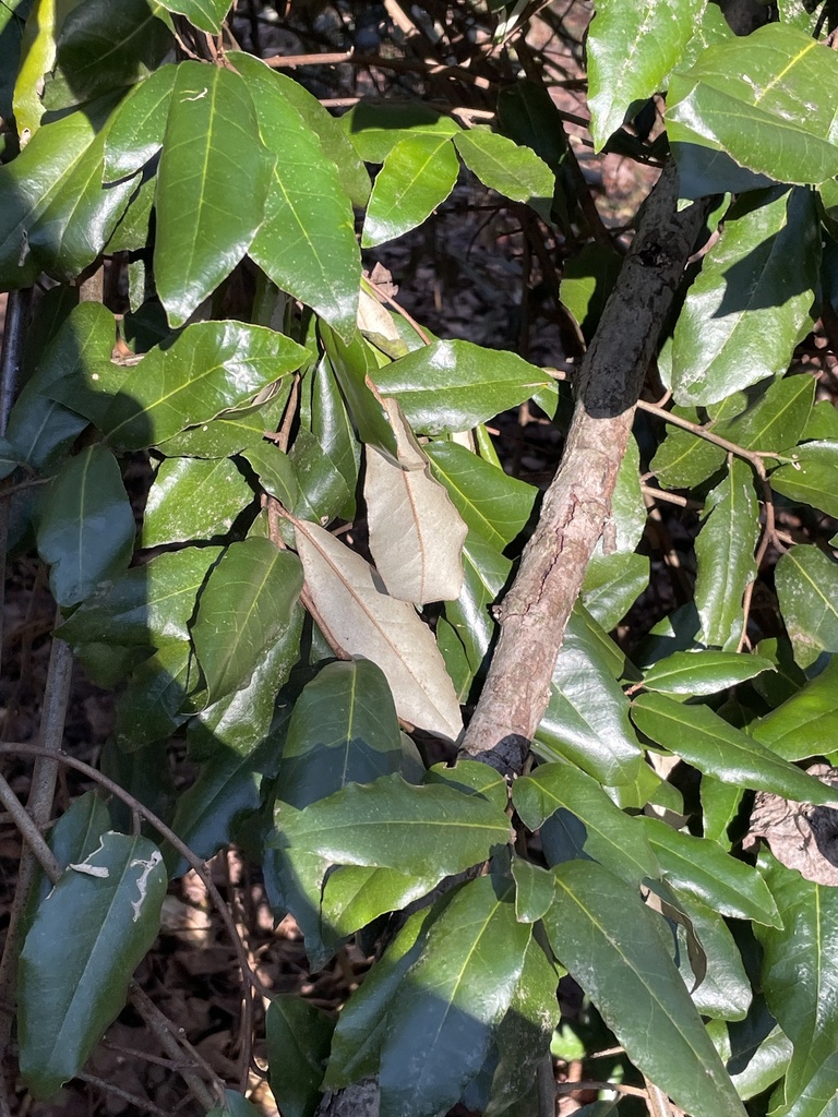 thorny olive from E Caswell St, Wadesboro, NC, US on January 30, 2024 ...