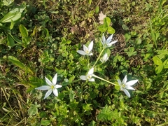 Ornithogalum umbellatum