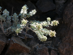 Teucrium stocksianum