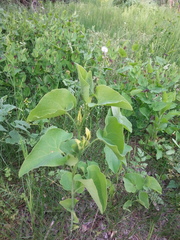 Aristolochia clematitis