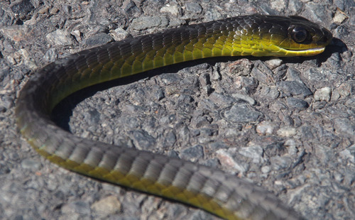 Common Tree Snake sighting