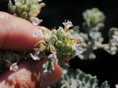 Teucrium stocksianum