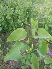 Aristolochia clematitis