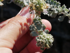 Teucrium stocksianum