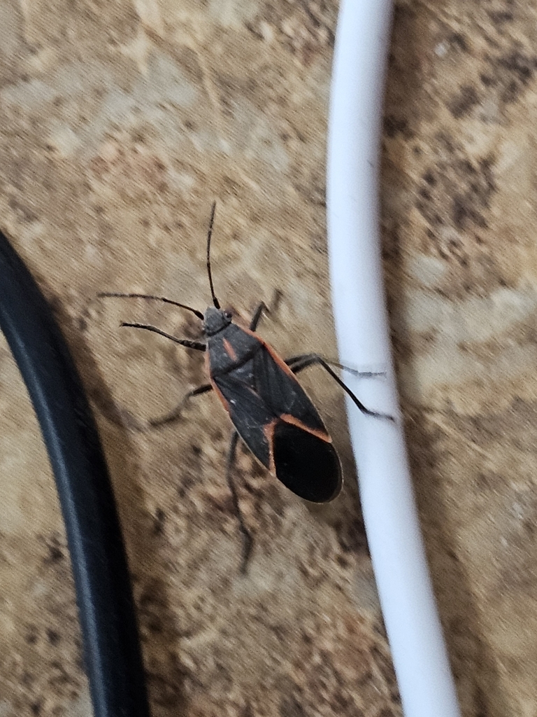 Eastern Boxelder Bug from Chattanooga, TN 37421, USA on January 30 ...