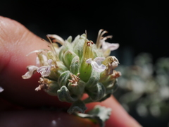 Teucrium stocksianum