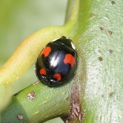 Harmonia axyridis