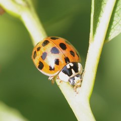Harmonia axyridis