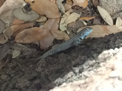 Sceloporus merriami