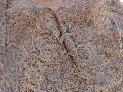 Pristurus celerrimus