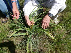 Crinum bulbispermum