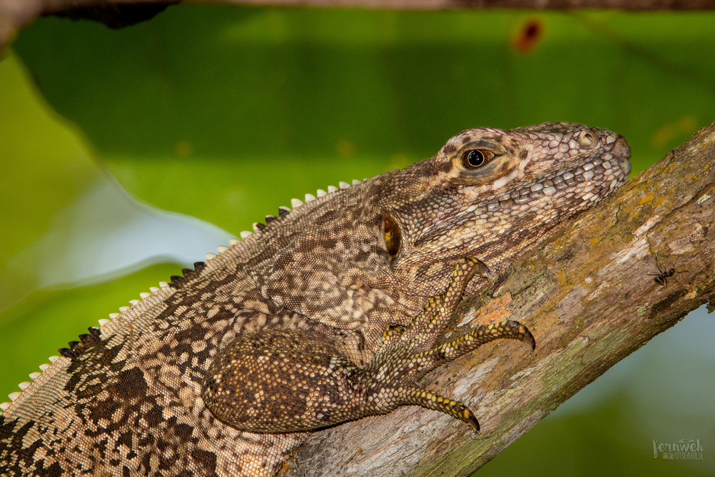 Black Spiny-tailed Iguana from Carretera Pacífica Fernández Oreamuno ...