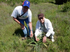Crinum bulbispermum