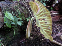 Philodendron verrucosum image