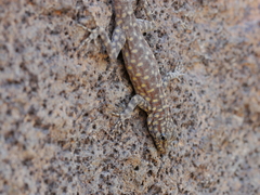 Pristurus celerrimus