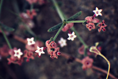 Plocama hymenostephana