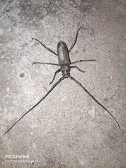 Susuacanga stigmatica