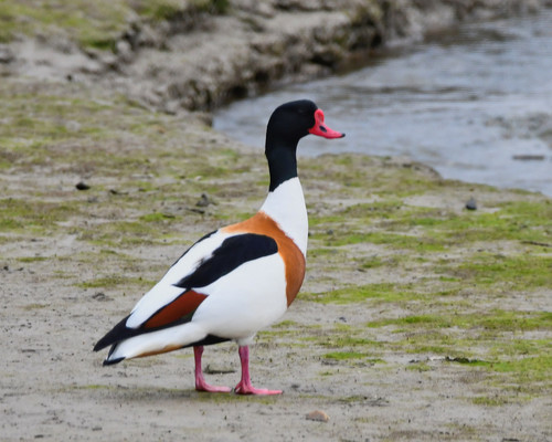 Tarro blanco (Tadorna tadorna)