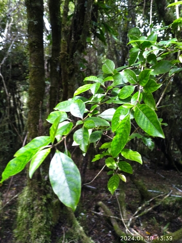 Coprosma tenuifolia observed 2024-01-30