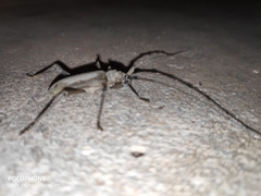 Susuacanga stigmatica