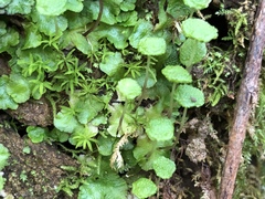 Cryptomitrium tenerum