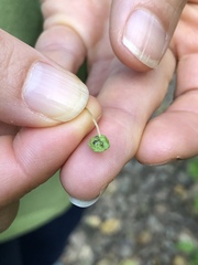 Cryptomitrium tenerum