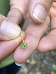 Cryptomitrium tenerum